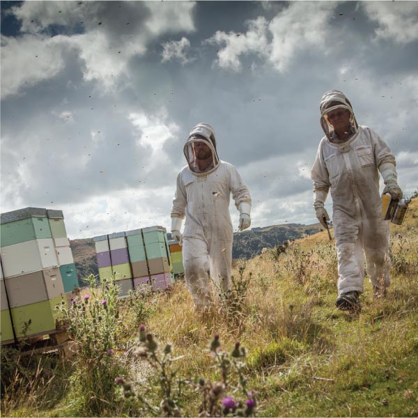 Manuka Honig MGO 820+, 225g