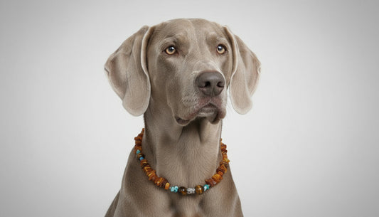 Bernsteinkette für den Hund mit Tigerauge Länge 42cm