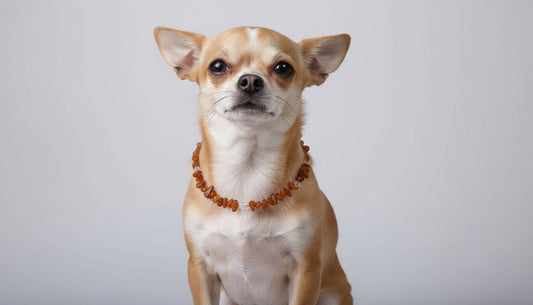 Hunde Bernsteinkette Bergkristall