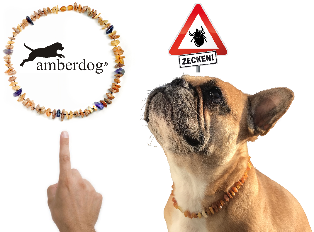 Hunde Bernsteinkette Amethyst