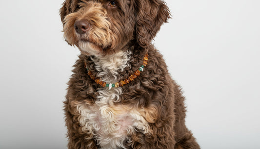 Hunde Bernsteinkette mit Aventurin und Muscheln Länge 37cm