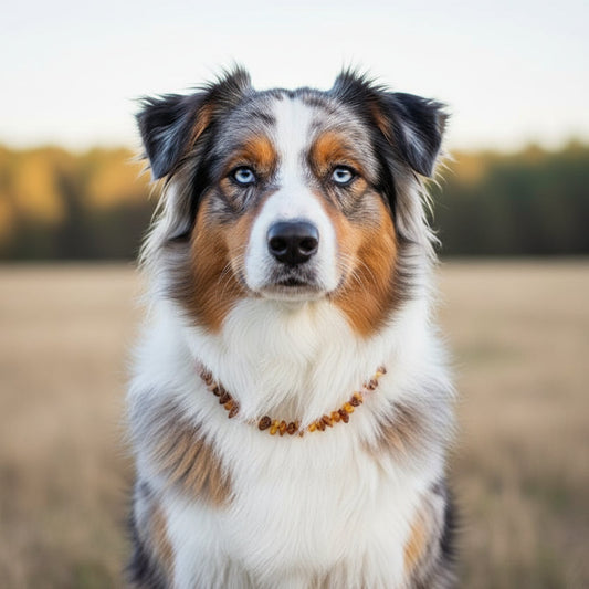 Hunde Bernsteinkette Rosenquarz