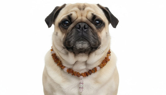 Bernsteinkette für den Hund mit Rosenquarz Länge 47cm