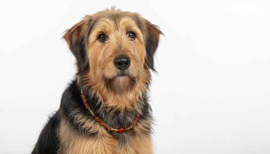 Hunde Bernsteinkette mit Citrin und Achat Länge 44cm