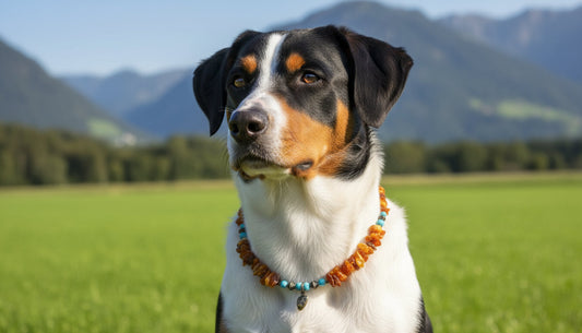 Hunde Bernsteinkette mit  Howlith Herzchen Länge 45cm