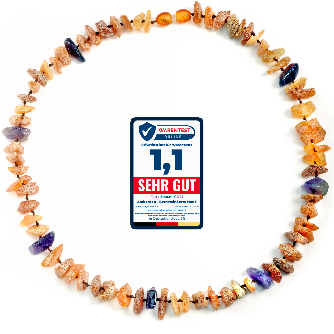 Hunde Bernsteinkette Amethyst