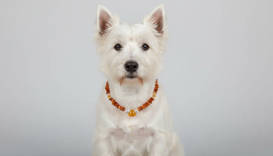 Hunde Bernsteinkette mit Jade Länge 33cm