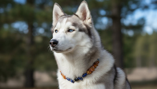 Bernsteinkette Hund mit Onyx und Lapislazuli Länge 49 cm