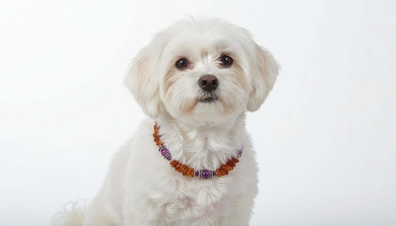 Bernsteinkette für den Hund mit Sugilith Länge 24cm