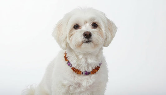 Bernsteinkette für den Hund mit Sugilith Länge 24cm