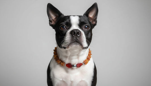 Hunde Bernsteinkette mit Achat Länge 38cm