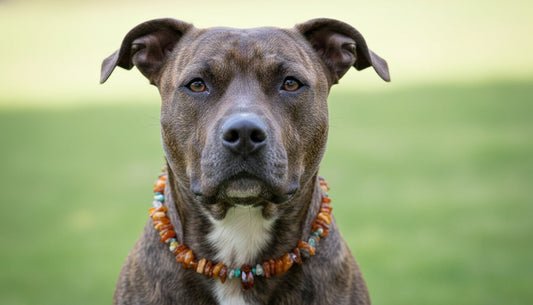 Hunde Bernsteinkette Edelsteinen Länge 47cm