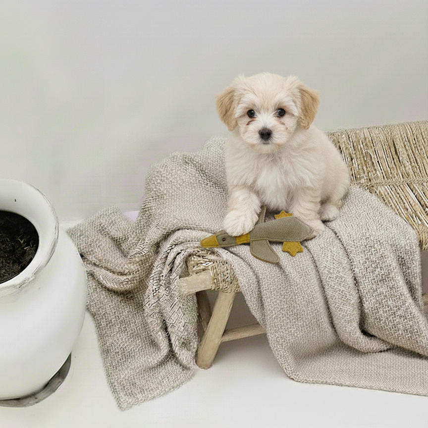 BUDDY. Hundespielzeug aus Leder "Kleine Ente"