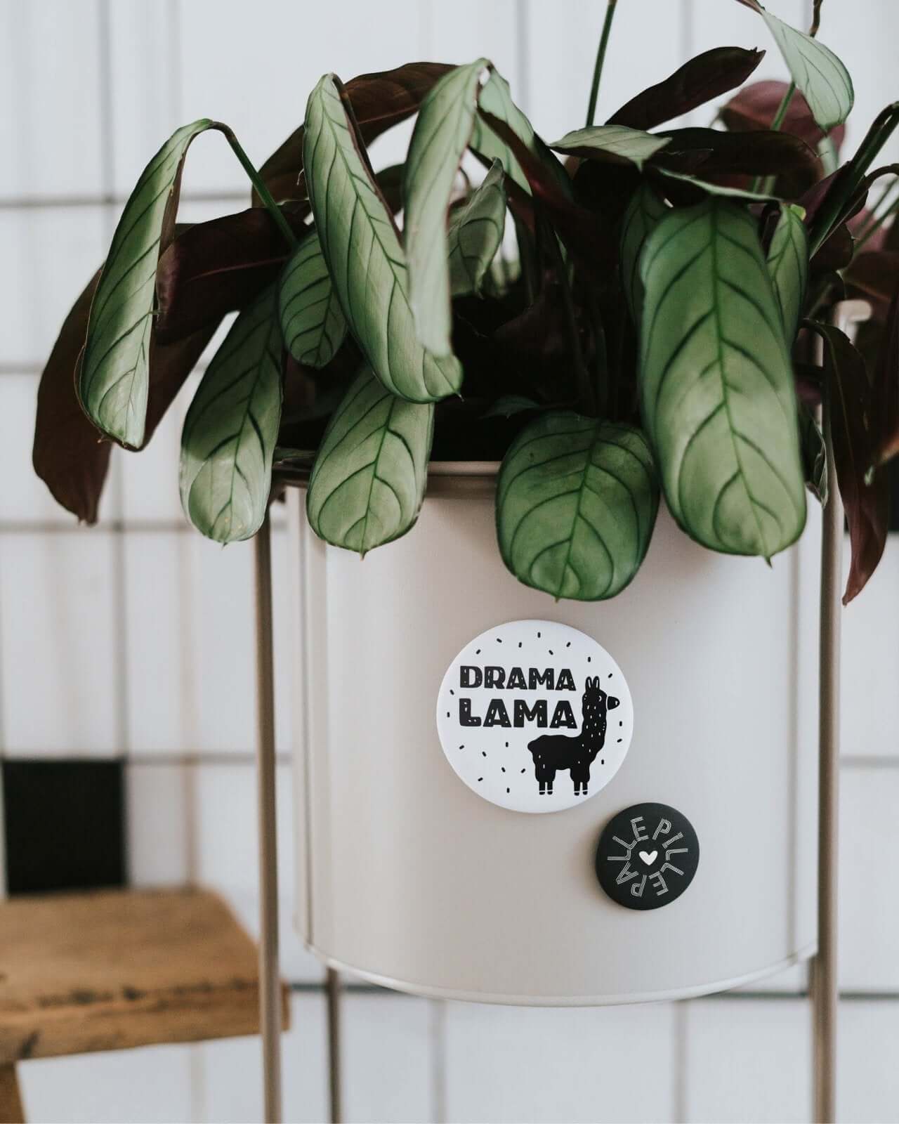 Dramalama · Magnet · groß