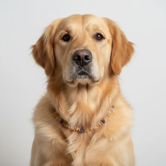 Hunde Bernsteinkette Amethyst