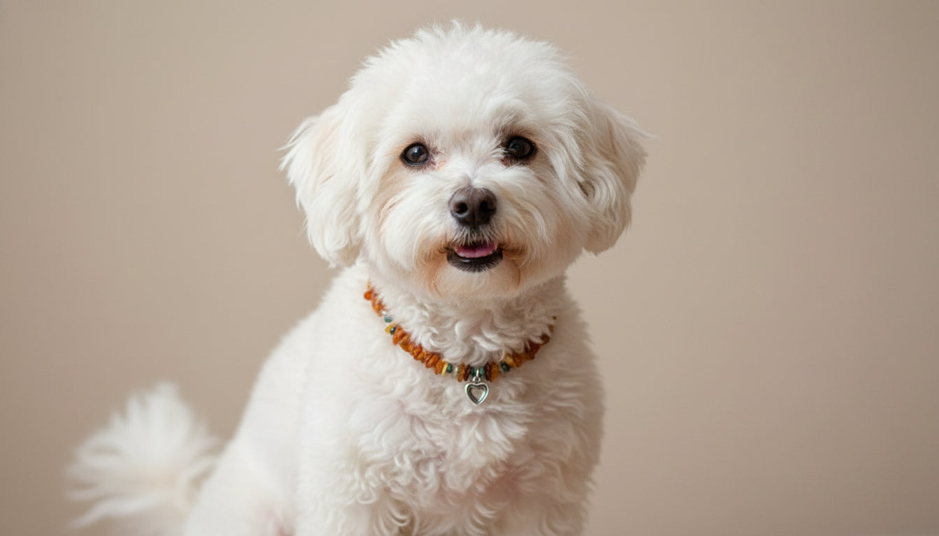 Hunde Bernsteinkette Edelsteinmix mit Herzchen 27cm Länge