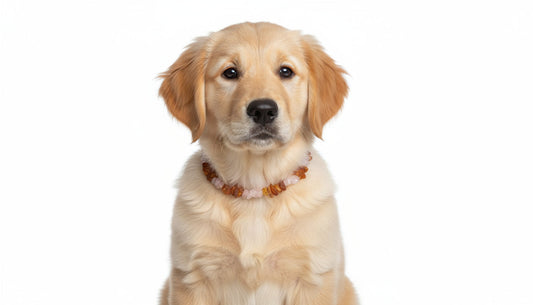 Hunde Bernsteinkette Flexi mit Rosenquarz