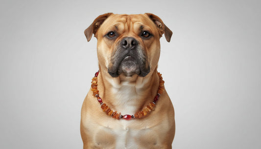 Hunde Bernsteinkette mit Jaspis und Achat Länge 51cm