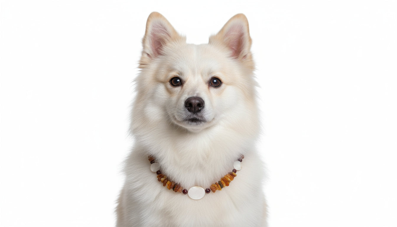 Hunde Bernsteinkette mit Jaspis und Muscheln Länge 39cm