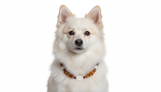 Hunde Bernsteinkette mit Jaspis und Muscheln Länge 39cm