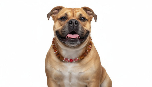 Hunde Bernsteinkette mit Koralle Länge 46cm