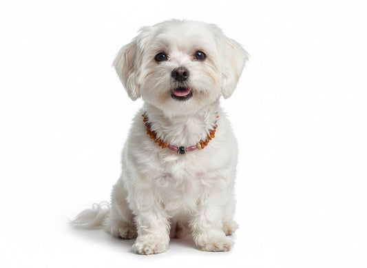 Bernsteinkette Hund mit Rhodonit Länge 26cm