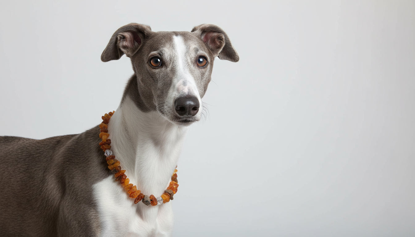 Hunde Bernsteinkette Swari