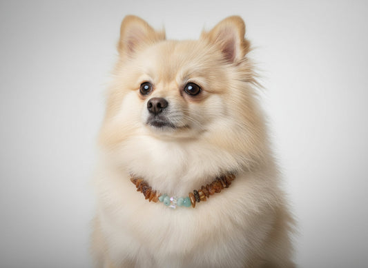 Bernsteinkette für den Hund Swari & Amazonit 24 cm Länge