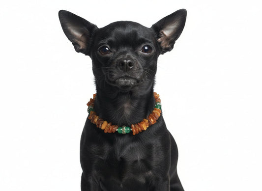 amberdog Hunde Bernsteinkette mit Jade Länge 23cm