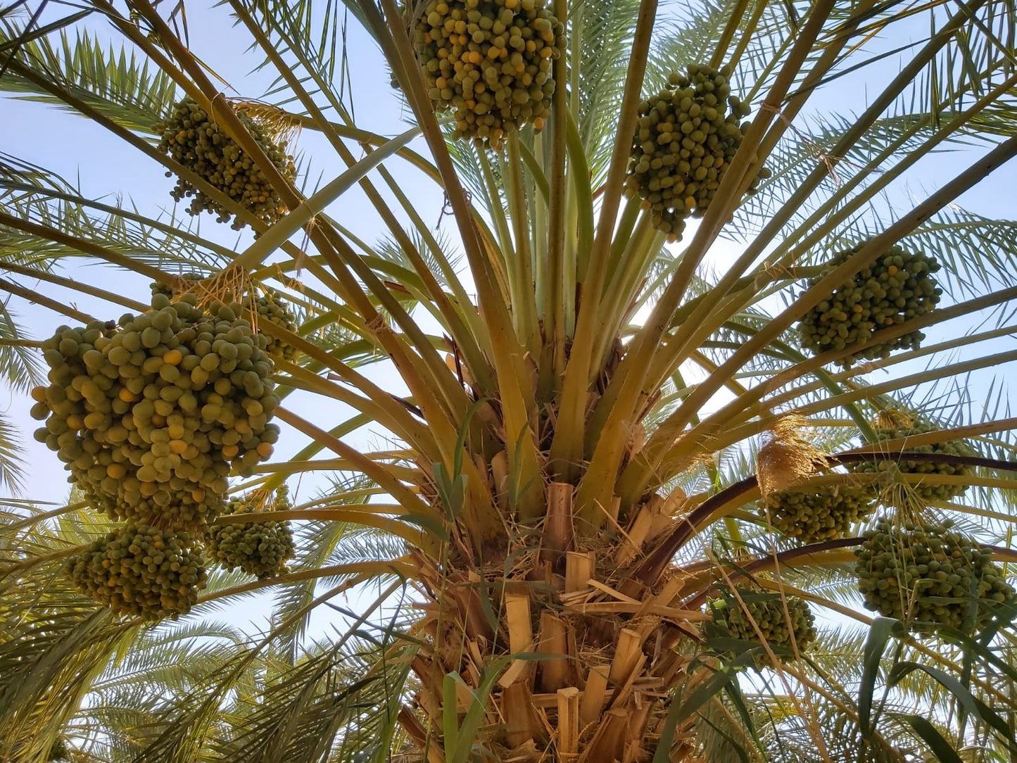 100g Bio Dattel Barhi 'Honigball' mit Stein