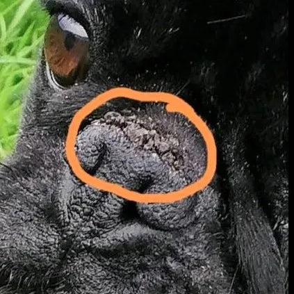 Nasenbutter Pflegestift