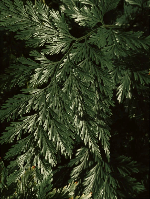 Brightening Face&Body Exfoliator with Kojic Acid