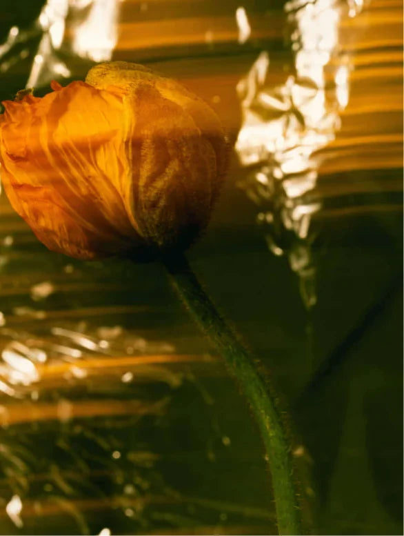 Nourishing Facial Oil