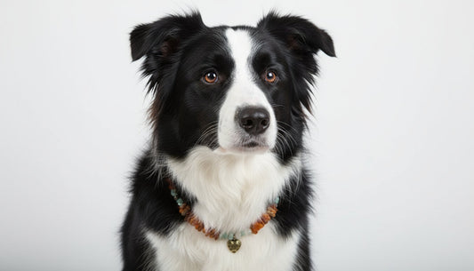 Hunde Bernsteinkette mit Jade Länge 41cm