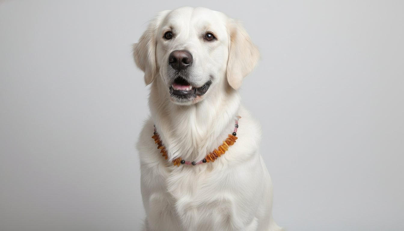 Bernsteinkette für den Hund mit Rhodonit Länge 49cm