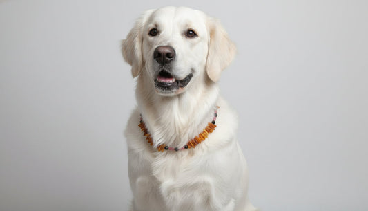 Bernsteinkette für den Hund mit Rhodonit Länge 49cm